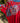Red Chajul Huipil - Vintage L to 2X