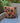 Beige & Brown Floral Pillowcase
