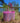 Large Pink Multicolor Market Bag