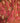 Rich Ochre  Coban Huipil- One Size